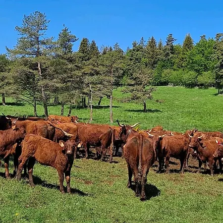 Nid Cosy Face A La Cathedrale Apartment *