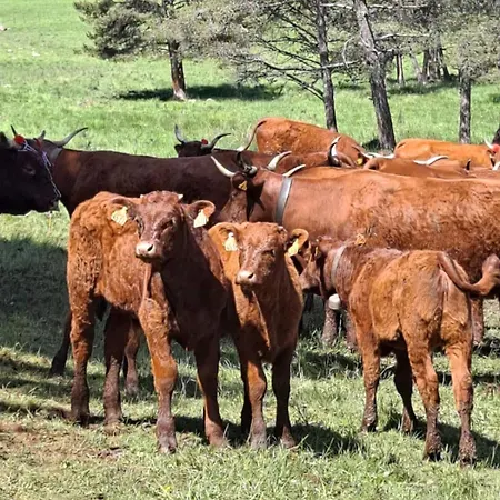 Nid Cosy Face A La Cathedrale Saint-Flour (Cantal)